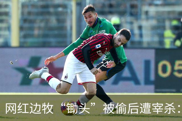 网红边牧“锄头”被偷后遭宰杀：主人接受和解，将全额捐出赔偿金